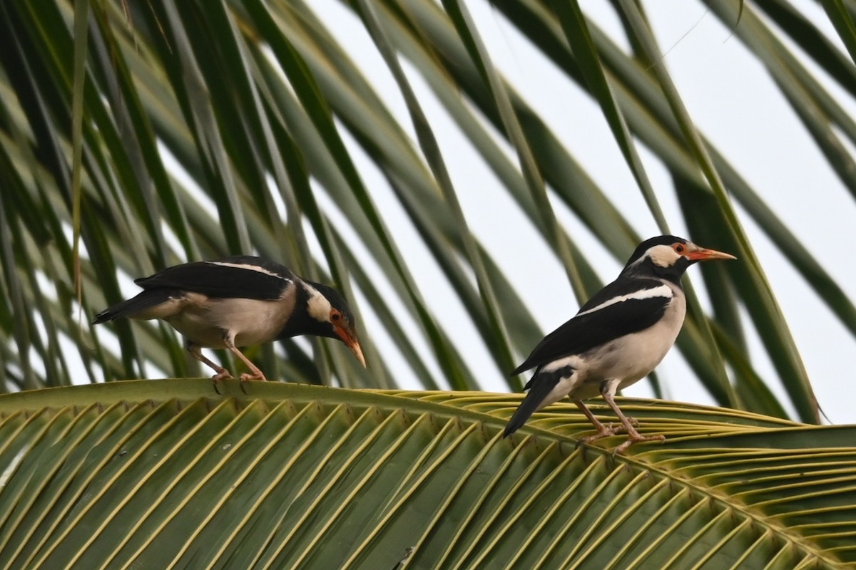 Indian Pied Starling - ML611122890