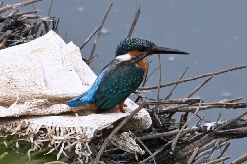 Common Kingfisher - ML611122895