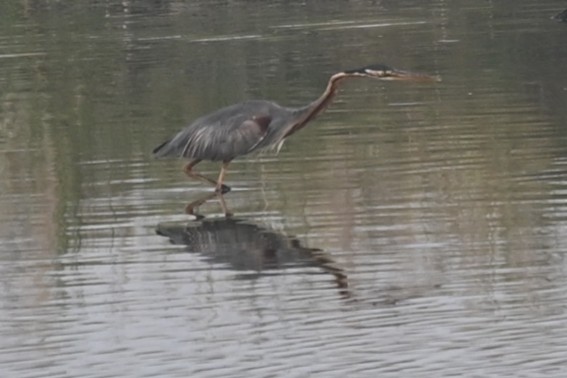 Purple Heron - ML611122897