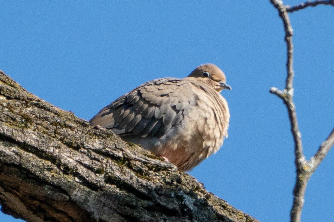 Mourning Dove - ML611122905