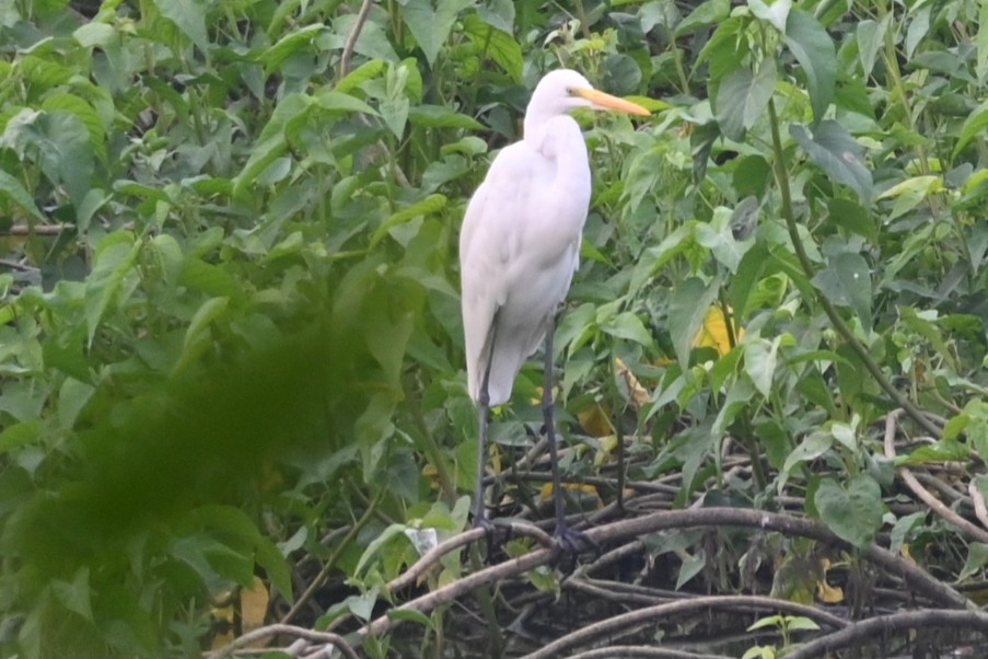 Great Egret - ML611122908