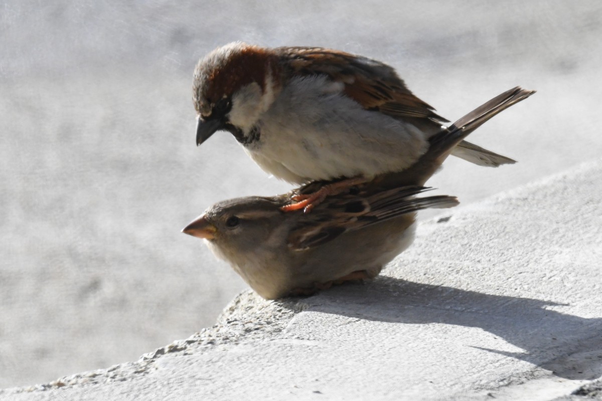 Moineau domestique - ML611123027