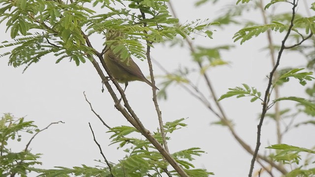 Mosquitero de Tickell/de Quinghai - ML611123065