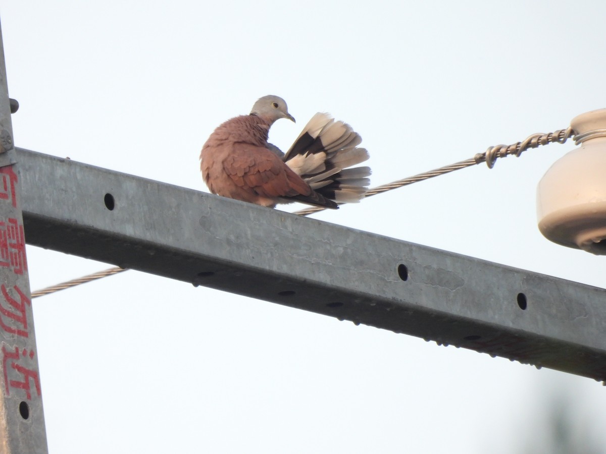 Red Collared-Dove - ML611123082