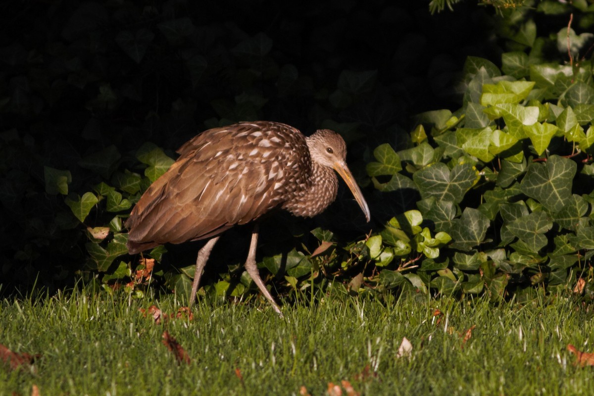 kurlan chřástalovitý - ML611123112