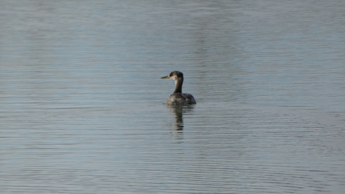 Red-necked Grebe - Kevin Cox