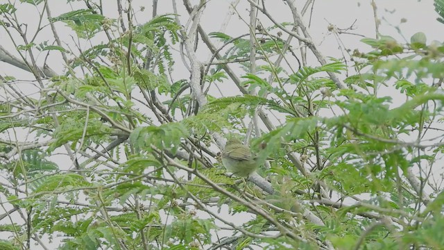 Mosquitero del Cáucaso - ML611123258