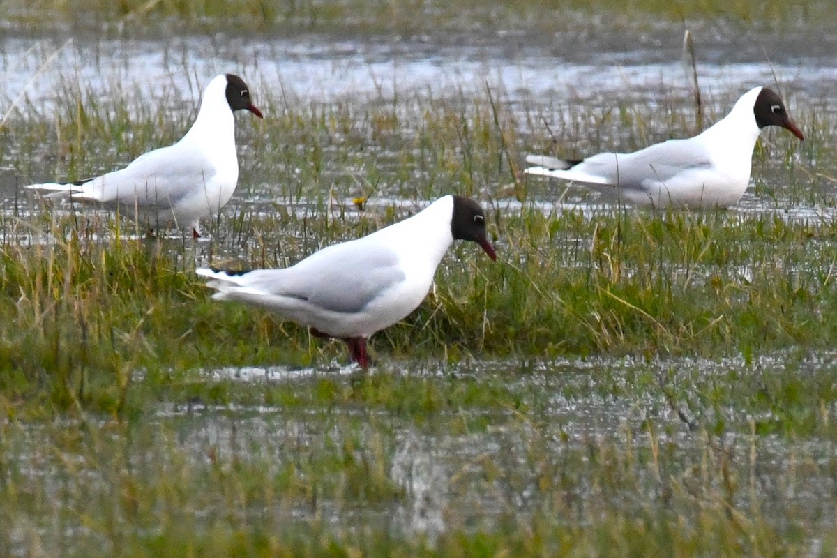 Brown-hooded Gull - ML611123596