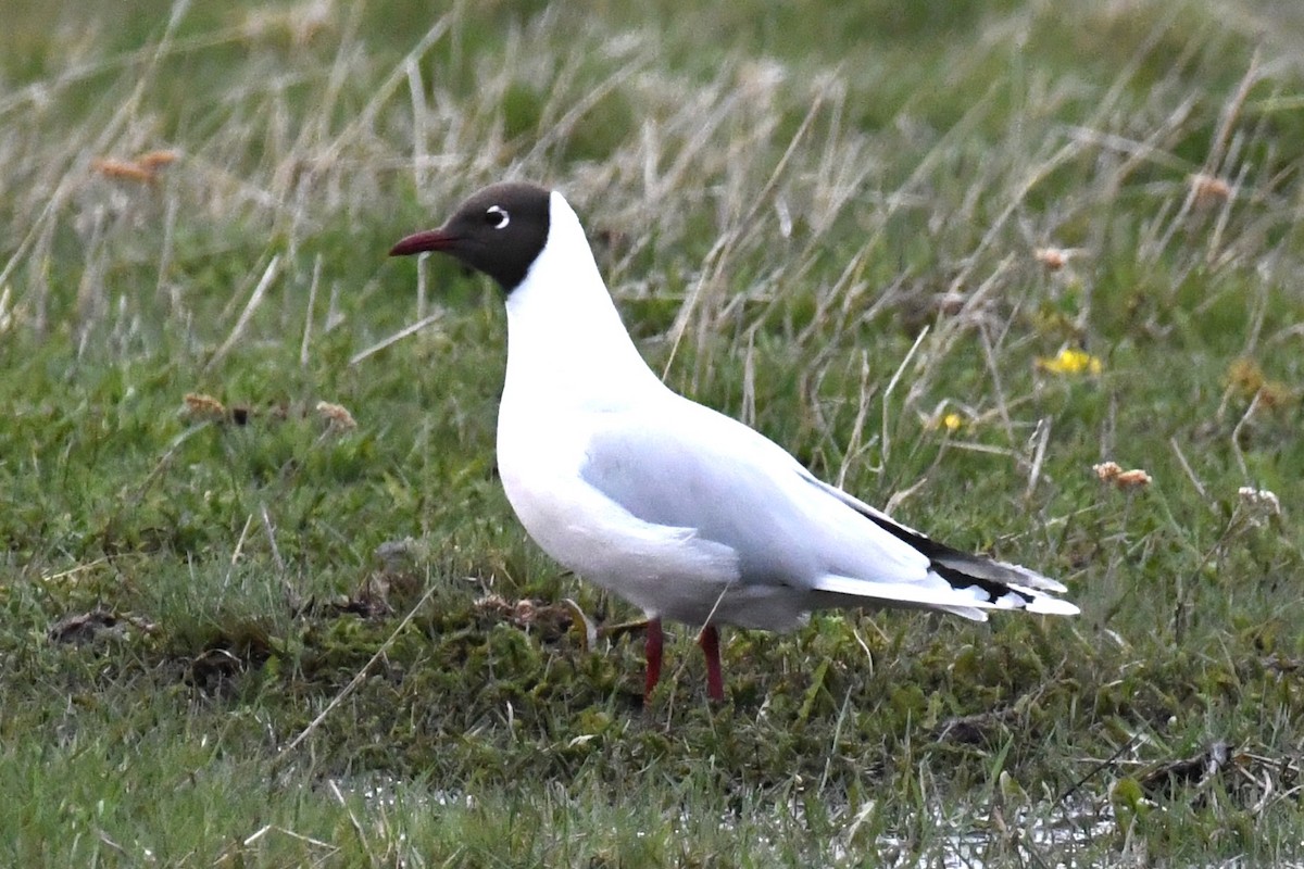 Brown-hooded Gull - ML611123597