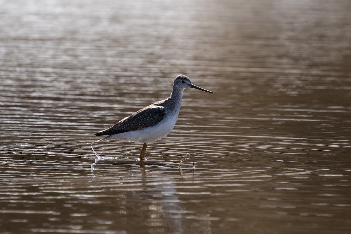 Greater Yellowlegs - ML611123619