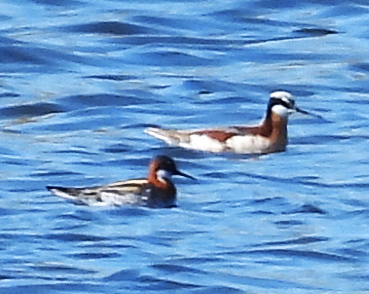 Red-necked Phalarope - ML611123622