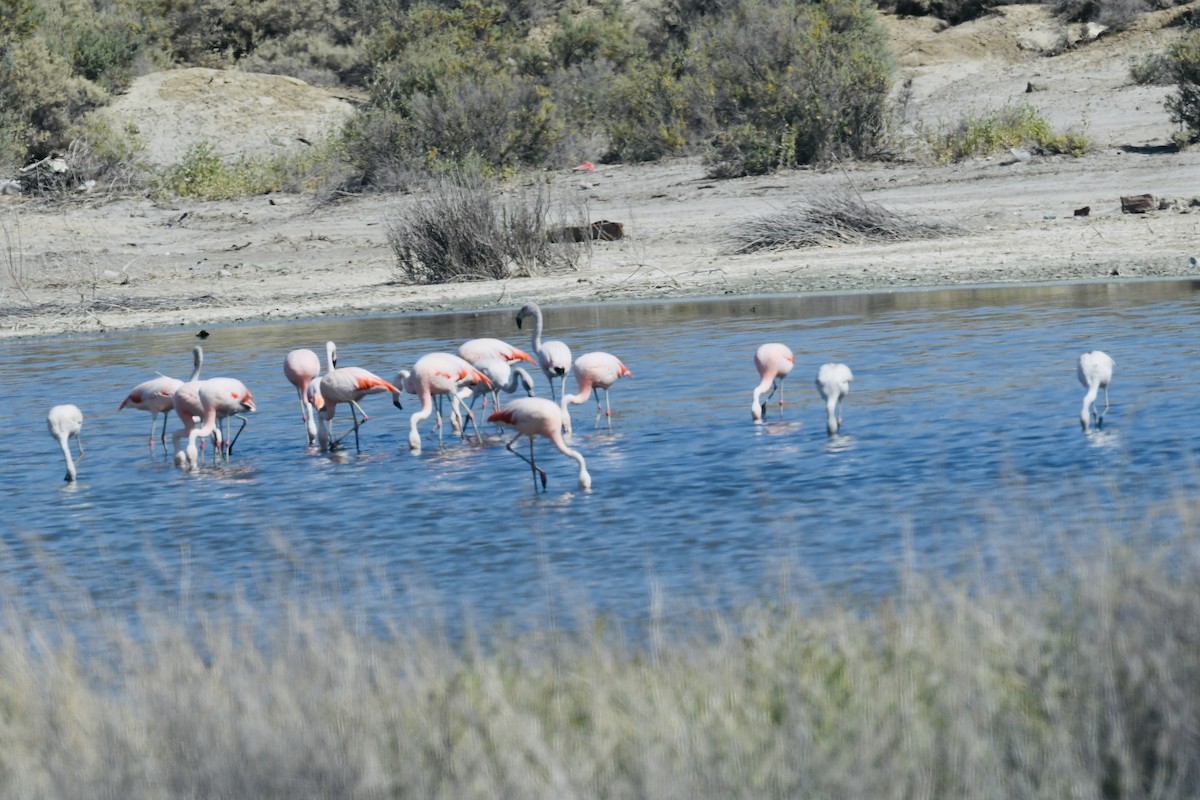 Şili Flamingosu - ML611123635