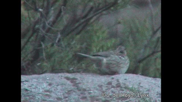 Mourning Sierra Finch (Mourning) - ML611123660