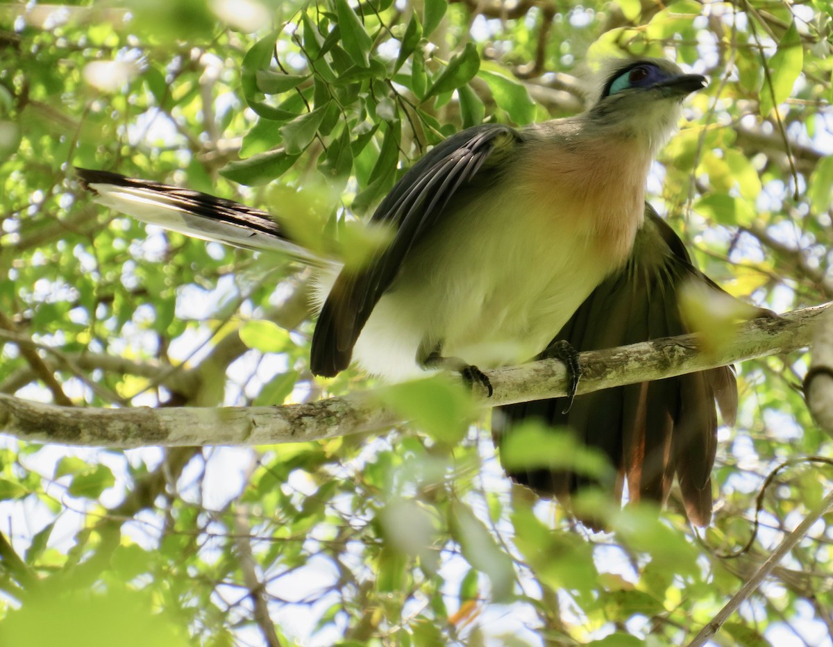 Crested Coua (Crested) - ML611123685