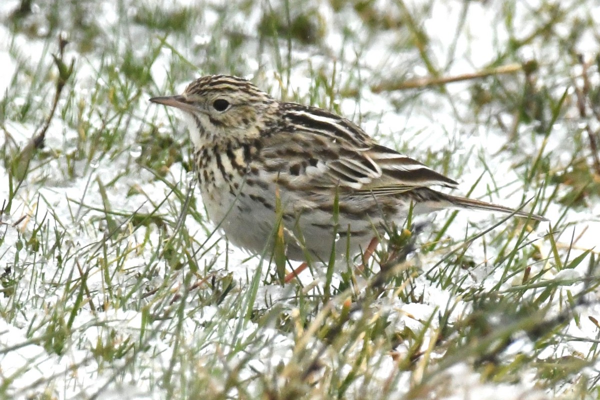 Correndera Pipit - ML611123699