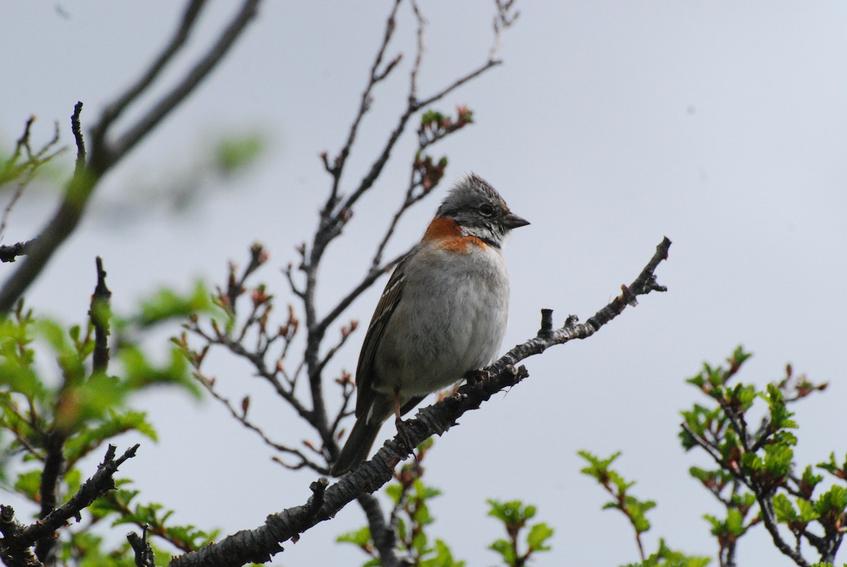 Rufous-collared Sparrow - Laura Bakken