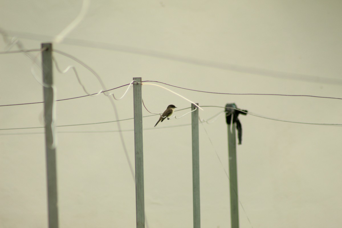 Eastern Phoebe - ML611123792