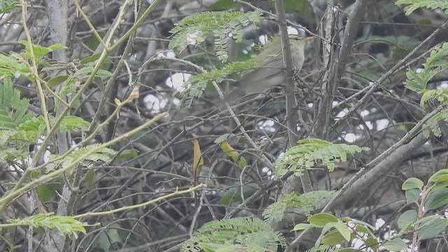 Mosquitero Occipital - ML611123809