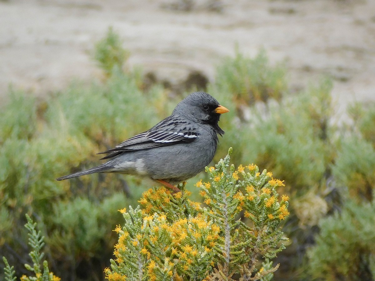 Mourning Sierra Finch - ML611123862