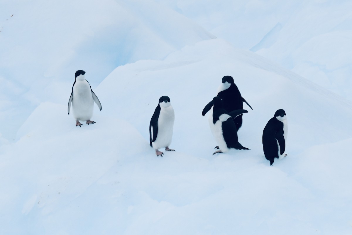 Adelie Penguin - ML611123975