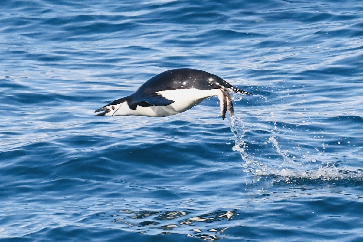 Chinstrap Penguin - ML611123981