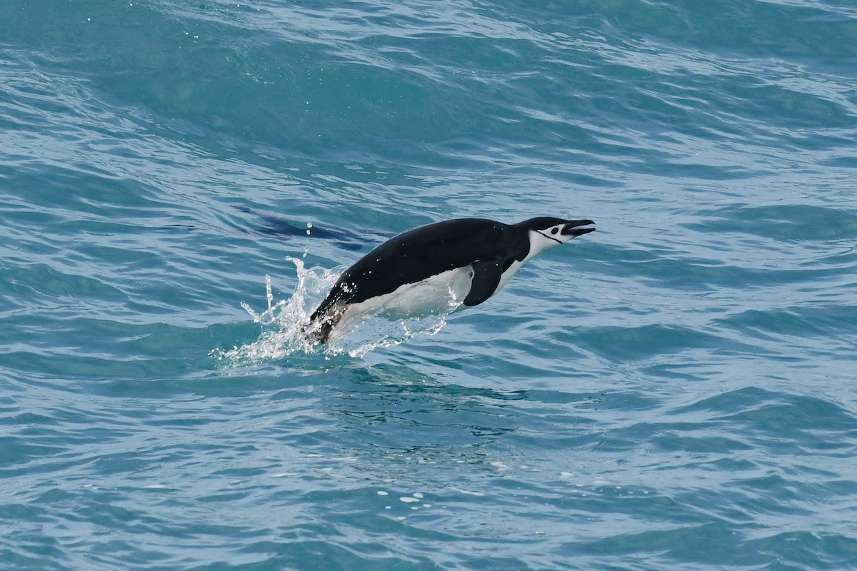 Chinstrap Penguin - ML611123982