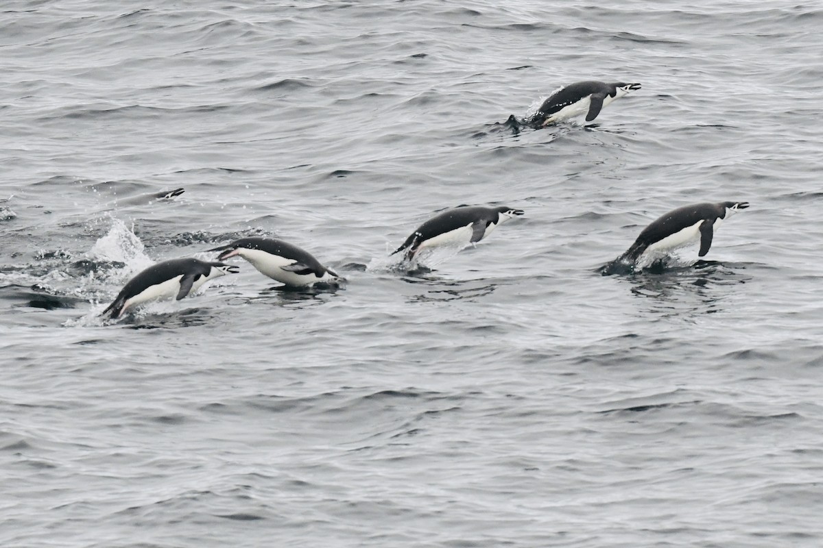 Chinstrap Penguin - ML611124010
