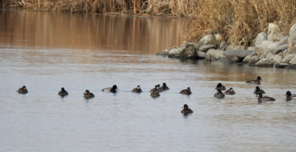 Lesser Scaup - ML611124036