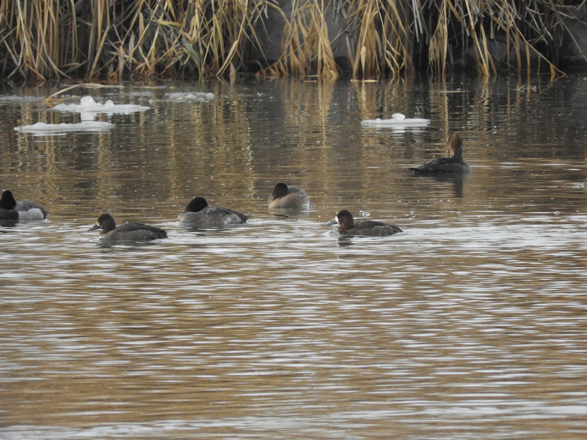 Lesser Scaup - ML611124040