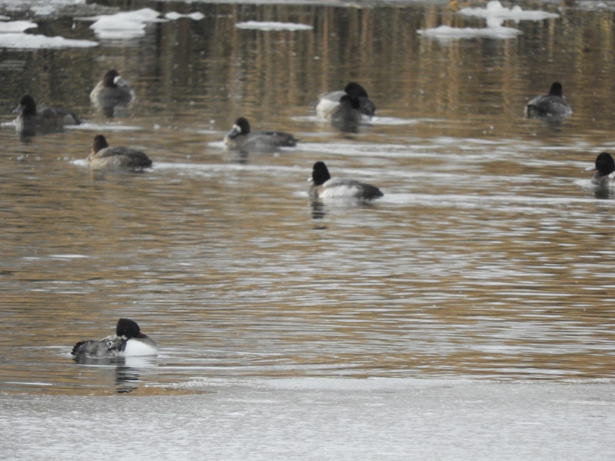 Lesser Scaup - ML611124041