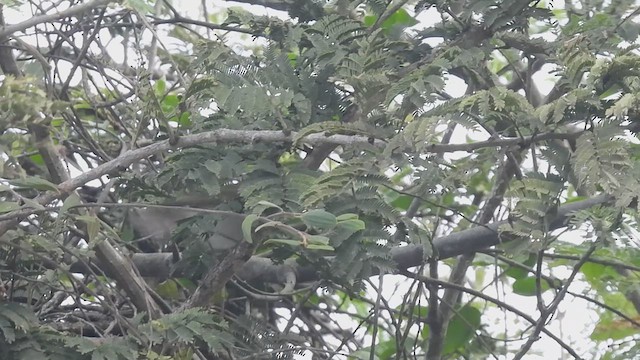 Western Crowned Warbler - ML611124075