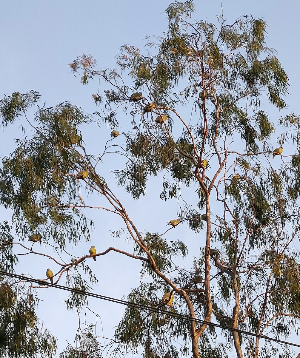 Orangegrüntaube - ML611124161