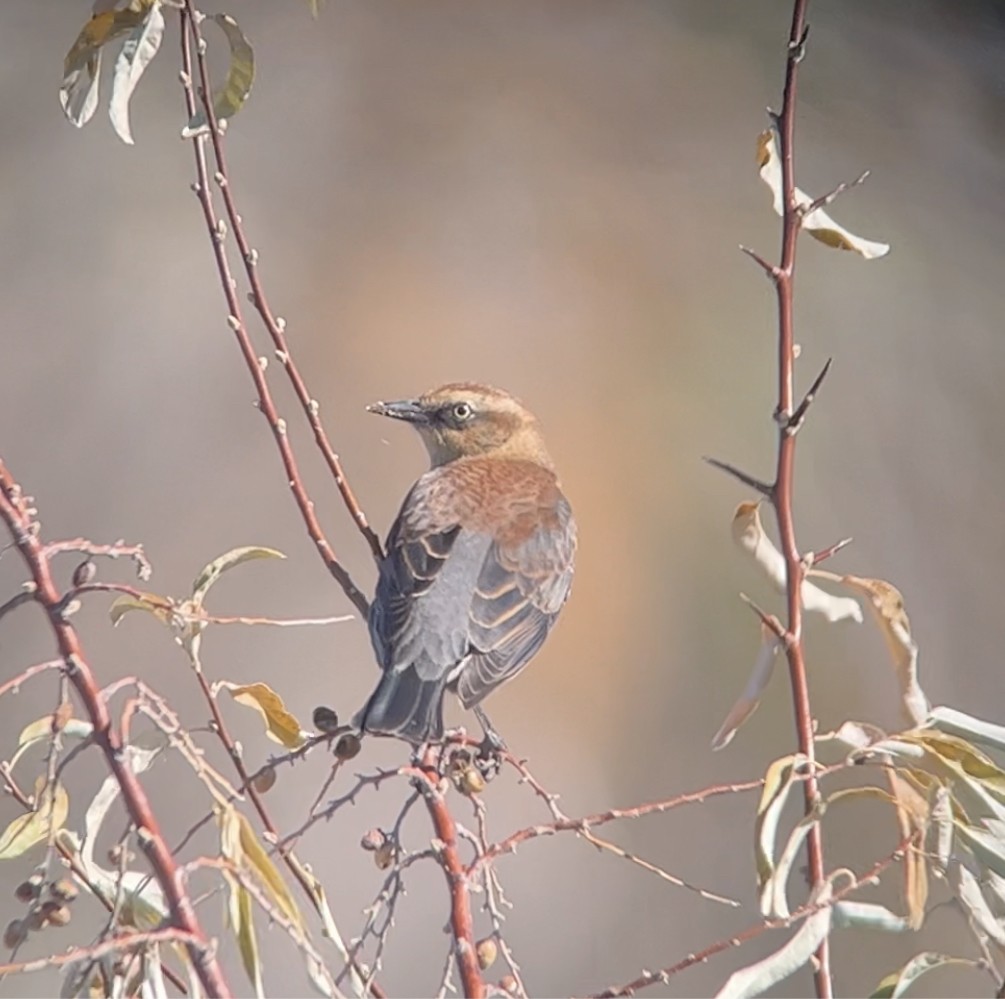 Rusty Blackbird - ML611124183