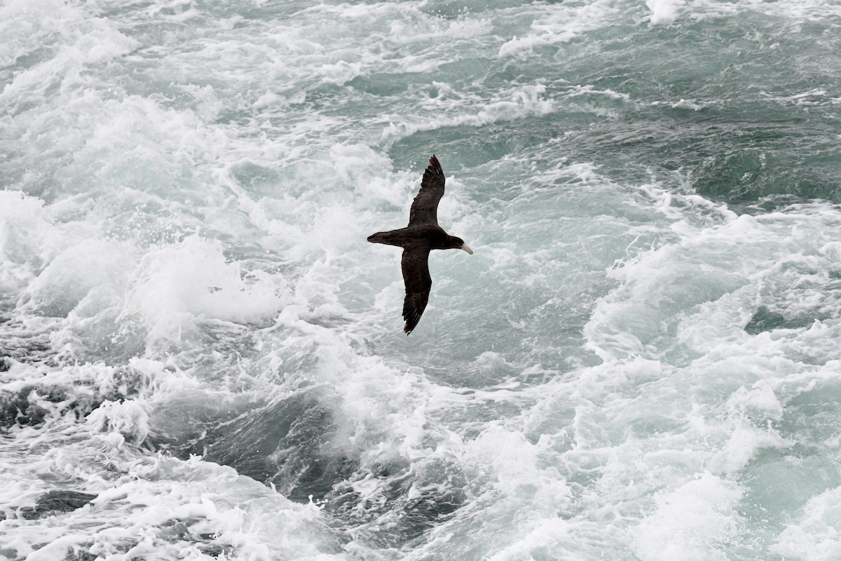 Southern Giant-Petrel - ML611124193