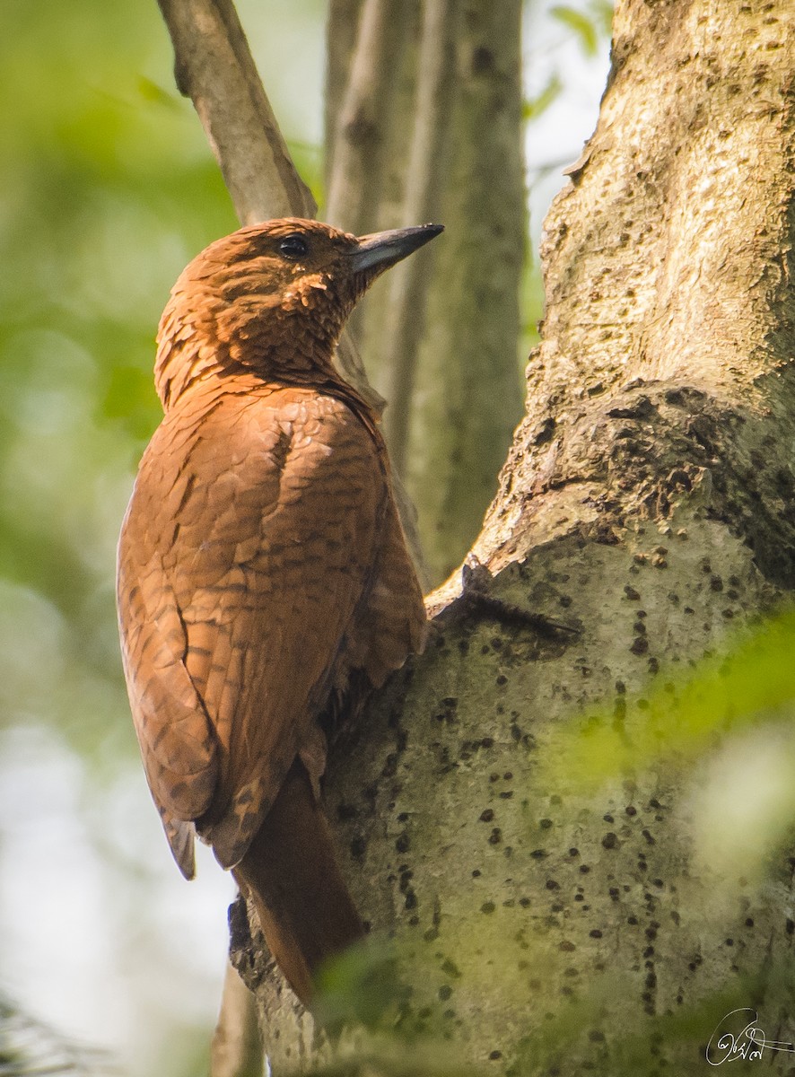 Rufous Woodpecker - Prasil Biswas