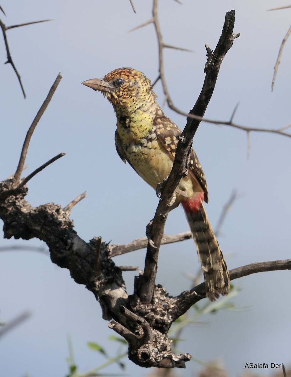 D'Arnaud's Barbet (D'Arnaud's) - ML611124237