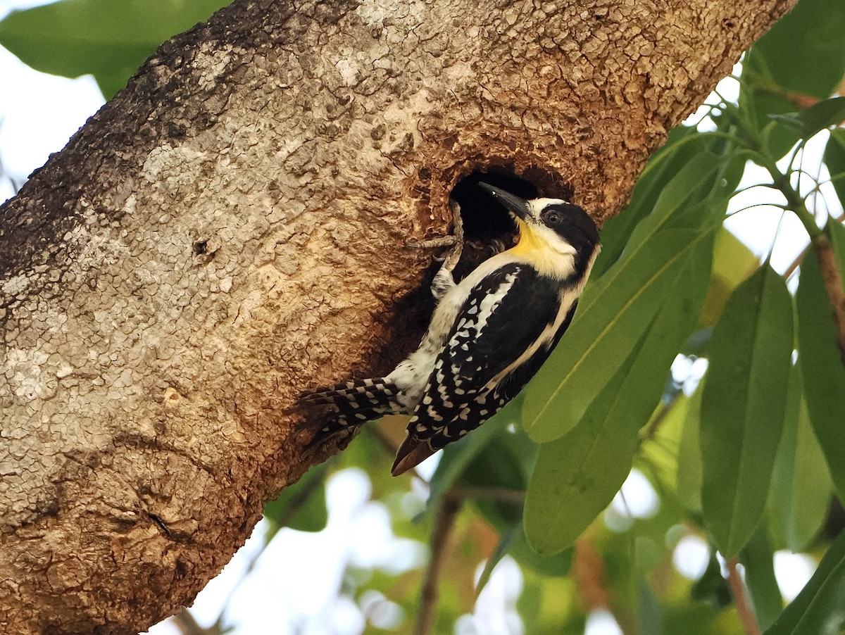 White-fronted Woodpecker - ML611124308