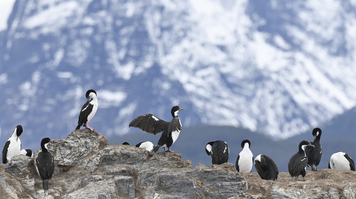 Antarctic Shag - ML611124333