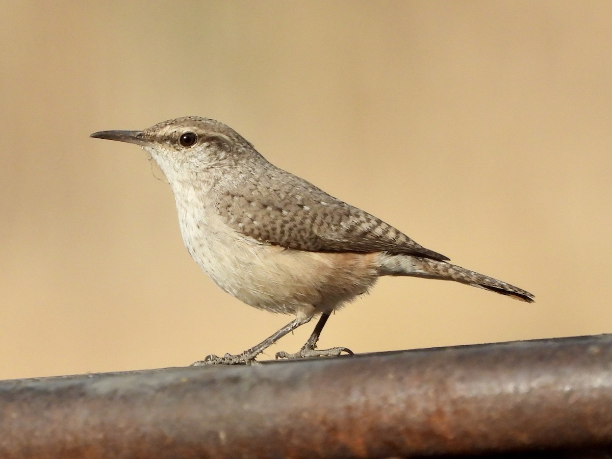 Rock Wren - George Folsom