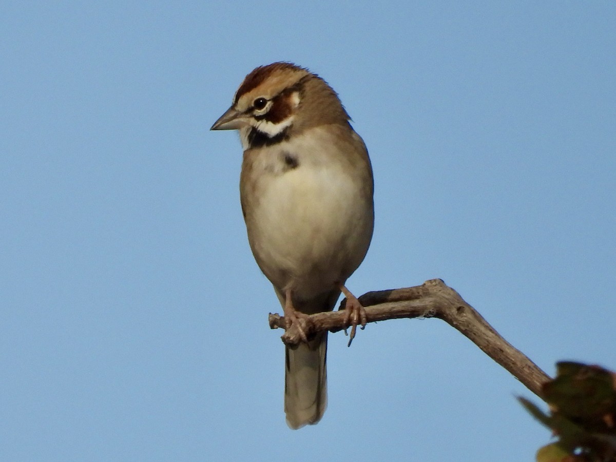 Lark Sparrow - ML611124394