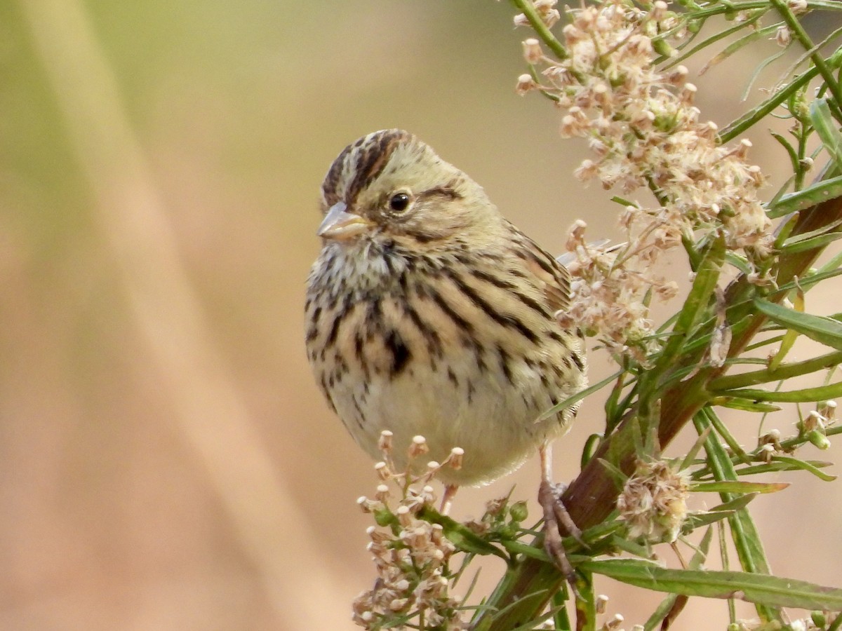 Lincoln's Sparrow - ML611124403