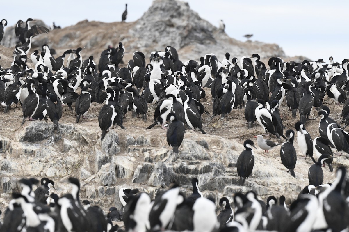 Antarctic Shag - ML611124545