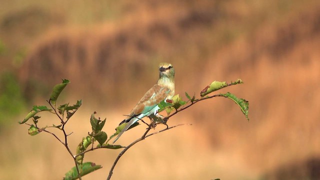 European Roller - ML611124550