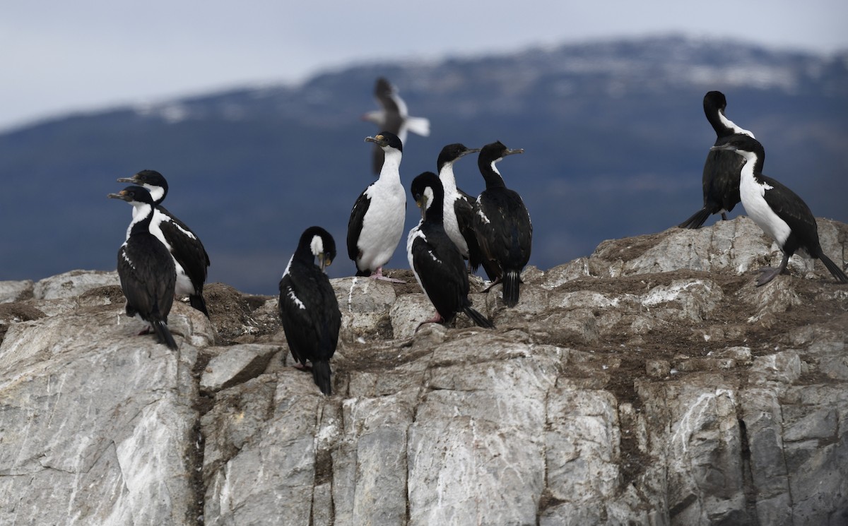 Antarctic Shag - ML611124617