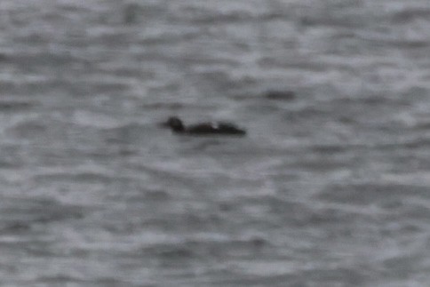 White-winged Scoter - ML611124645