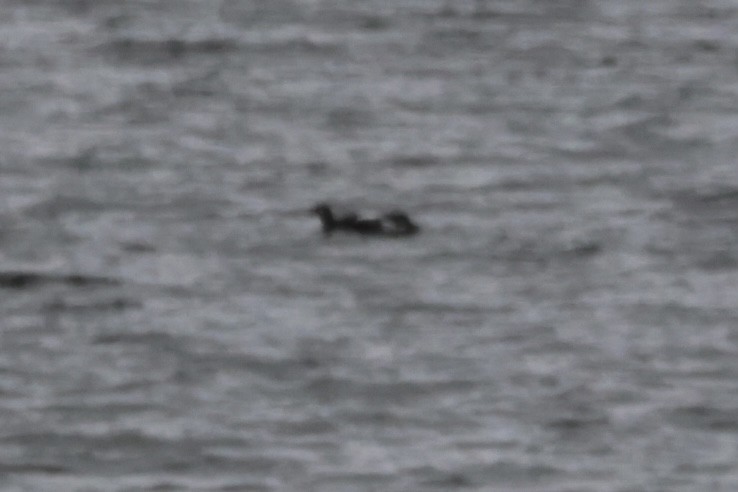 White-winged Scoter - ML611124646
