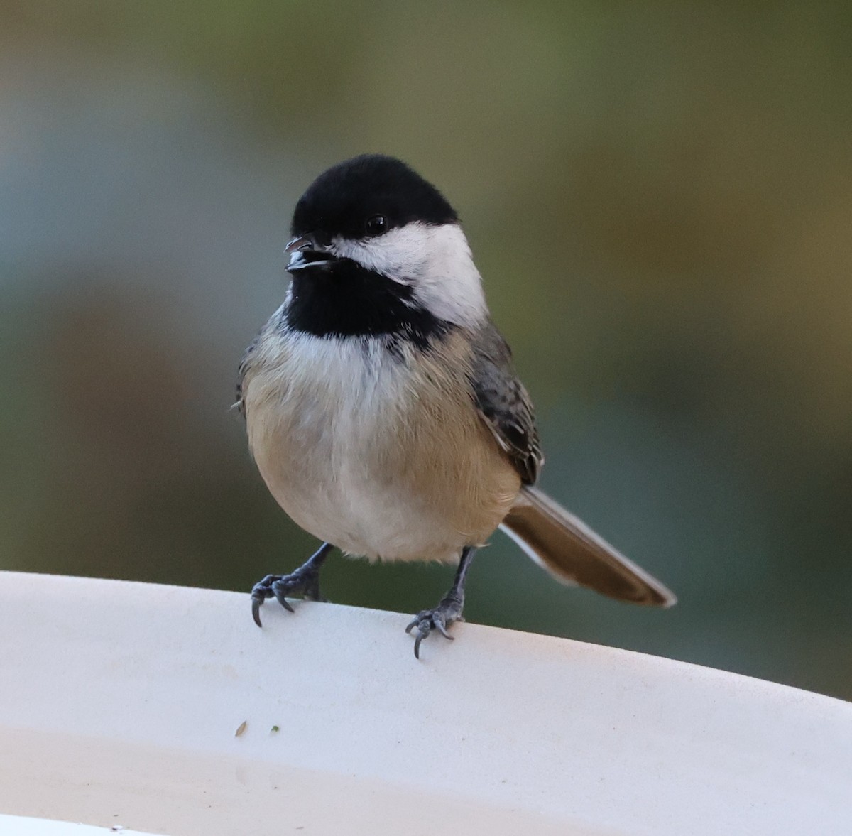 Mésange à tête noire - ML611124682