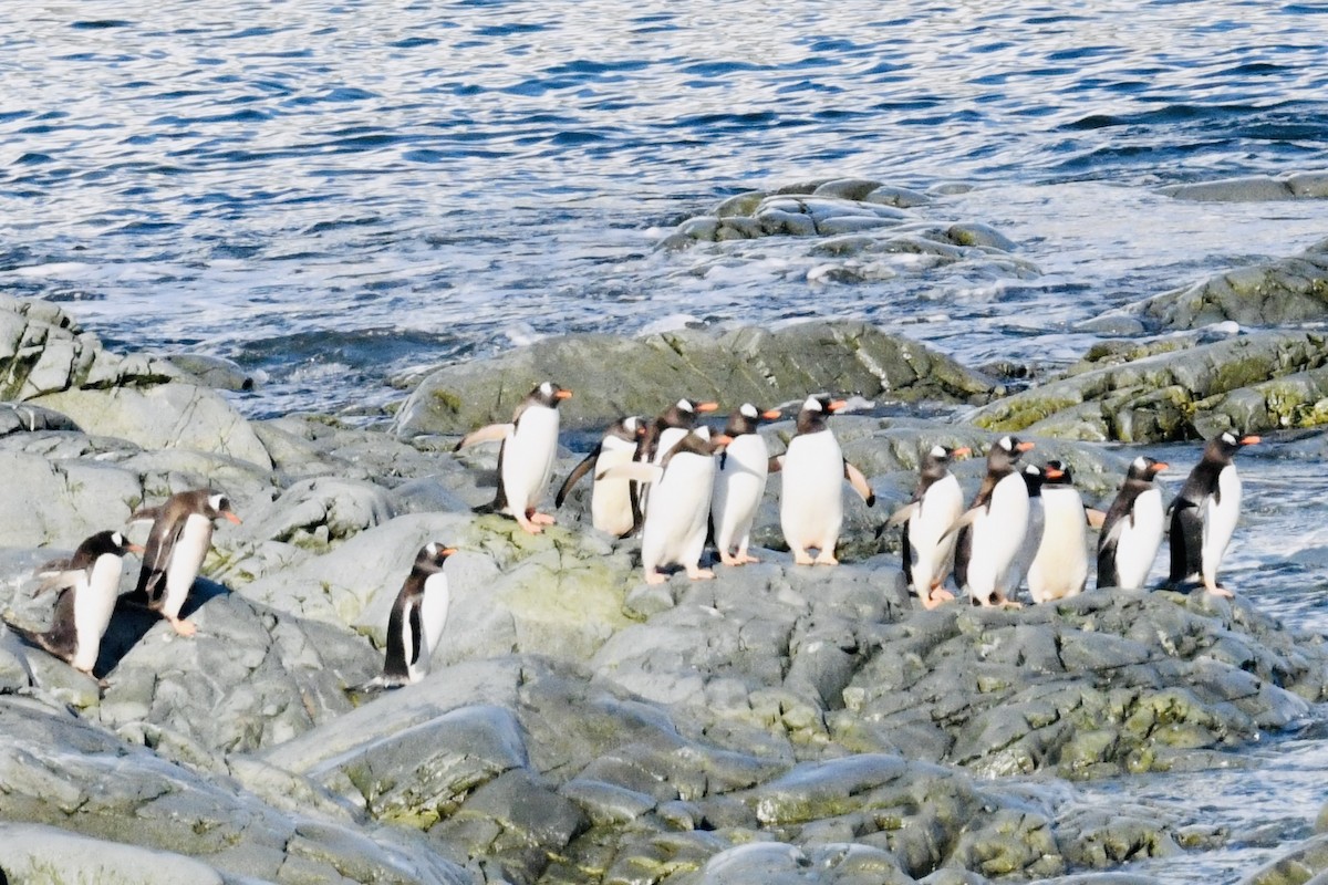 Gentoo Penguin - ML611124718