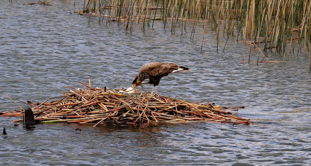 Caracara Carancho - ML611124753