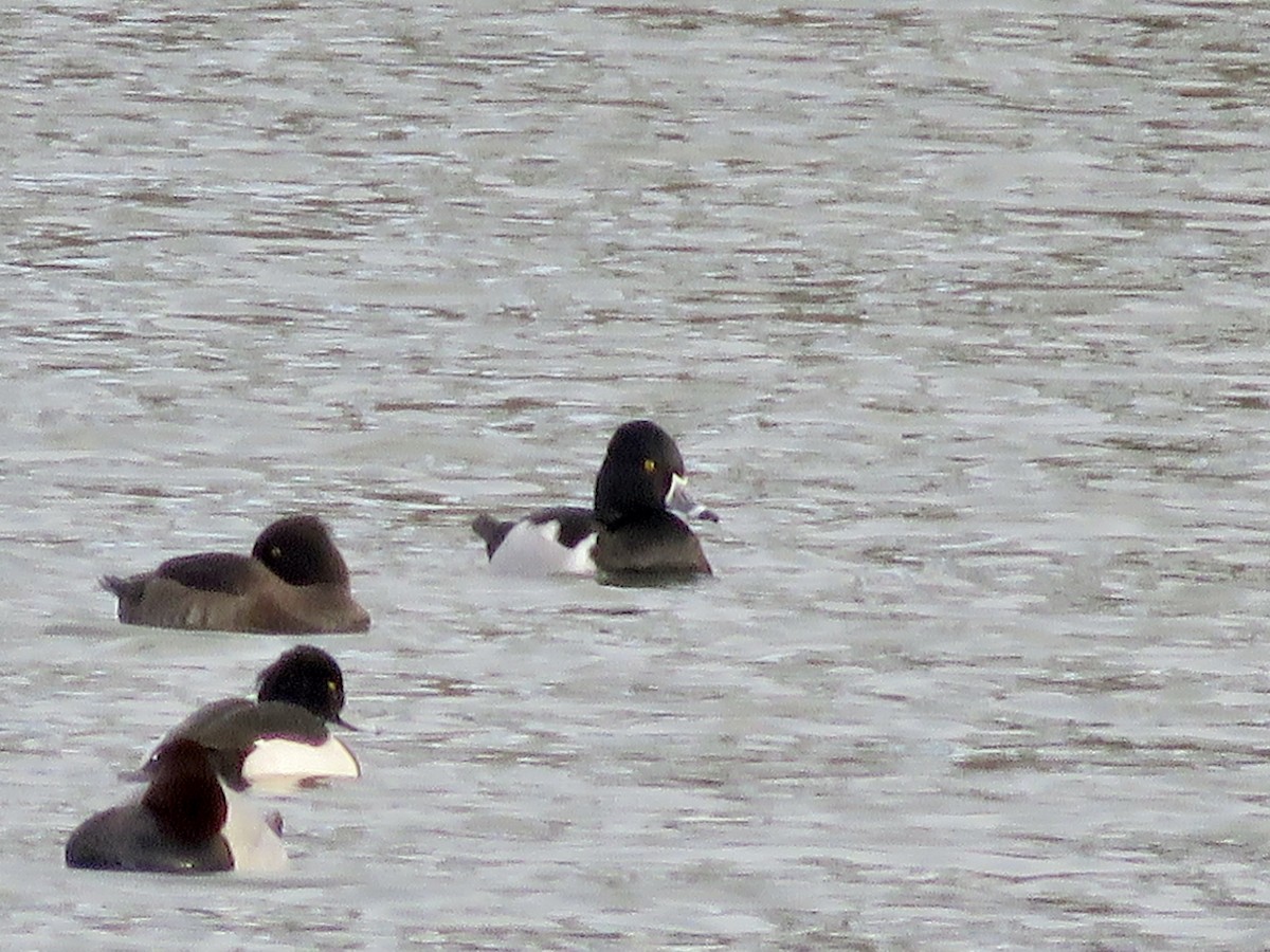 Ring-necked Duck - ML611124763